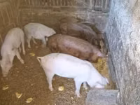 Eber, Schweine — Foto 2