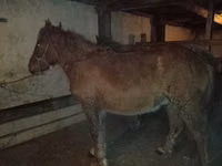 ცხენები (პარტია, სქესი არ არის მითითებული), Kazakh horse — ფოტო 1