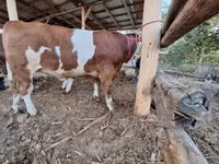 Taureau, Simmental cattle — photo 2