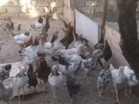 Chickens — Foto 2