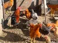 Chickens — foto 3