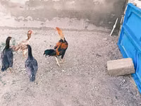 Chickens — foto 4