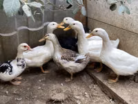 Německý pekin — foto 1