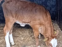 மாடுகள் (தொகுதி, பாலினம் குறிப்பிடப்படவில்லை), Simmental cattle — புகைப்படம் 2