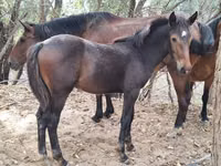 Chevaux (lot, sexe non indiqué), Karachay horse — photo 6