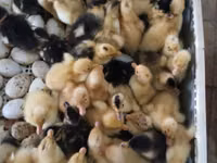 Ducks — foto 1
