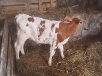 காளை, Simmental cattle — புகைப்படம் 2