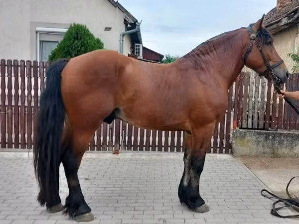 Hengst, Pferde