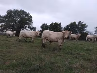 Taureau, Charolais cattle — photo 2