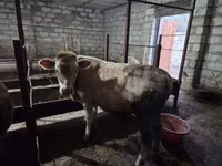 Boğa, Kırmızı benekli ırk — foto 2