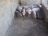 Säue, Schweine — Foto 1