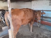 İnək, Red Estonian cattle — foto 4