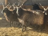 ცხვარი, Racka sheep — ფოტო 2