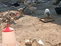 Chickens — Foto 3
