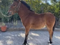 At, Welsh Cob — foto 1