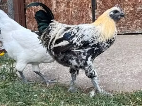 გა ნოი