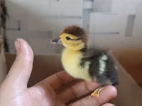 Ducks — Foto 6