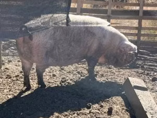 Sow, Pigs