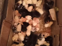Chickens — foto 3