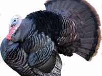 Turkeys — photo 8