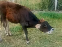 Vaca, Ganado vacuno — foto 2