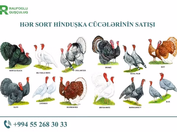 Turkeys — Aserbaidschan