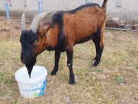 Bode, Alpine goat — foto 2