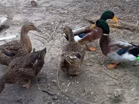 Ducks — foto 1