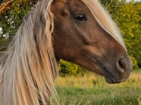 雄馬, Friesian — 写真 4