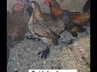 Chickens — zdjęcie 1