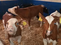 Bydło (partia, płeć nieokreślona), Simmental cattle — zdjęcie 4