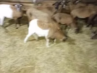 母羊, Sheep — 照片 1