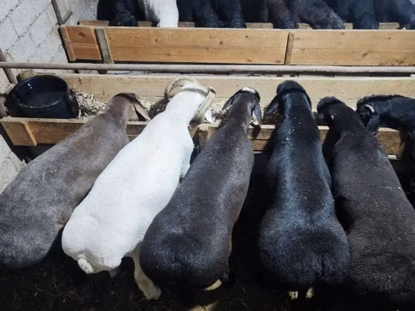 Bélier, Moutons