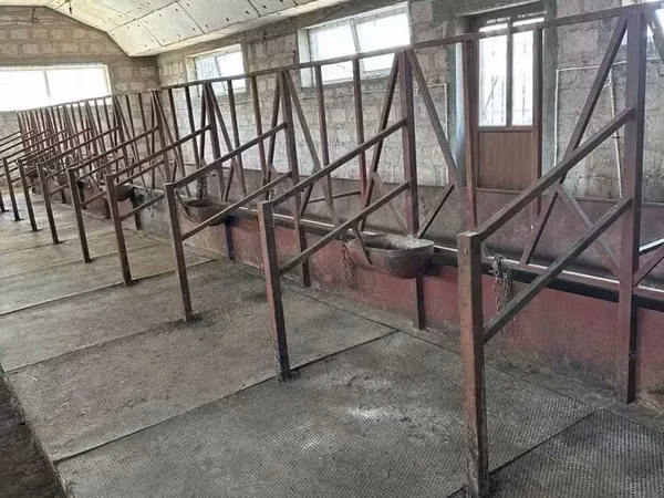 Կովերի ռեզինե գորգ