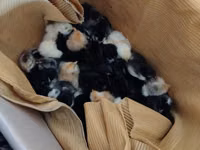 Chickens — foto 2
