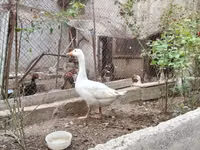 Geese — foto 2