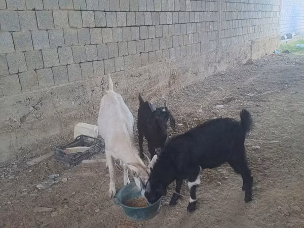 பெண் வெள்ளாடு, வெள்ளாடுகள்