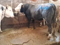 Buğa, Simmental cattle — foto 1