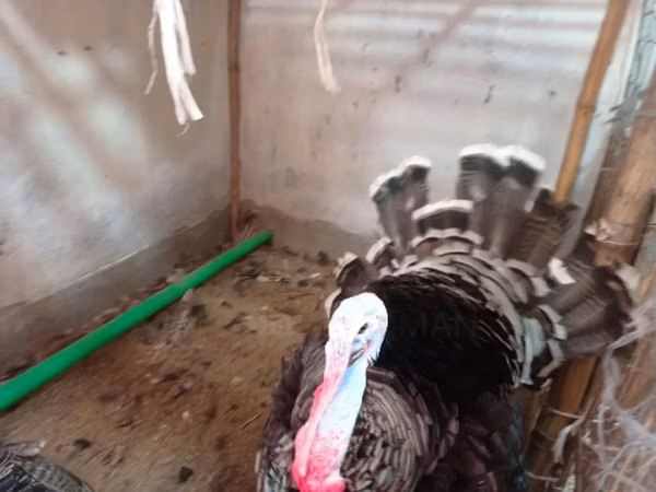 Turkeys