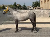 Mare, Horses — photo 4
