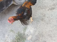 Chickens — foto 2