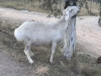 பெண் ஆடு, Dorper sheep — புகைப்படம் 6
