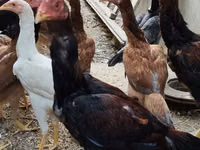 Chickens — foto 5