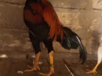 Chickens — foto 1