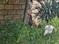 Chickens — Foto 2