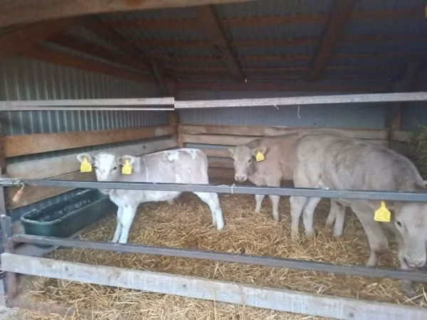 雄牛, Simmental cattle