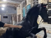 Koń, Russian warmblood — zdjęcie 2