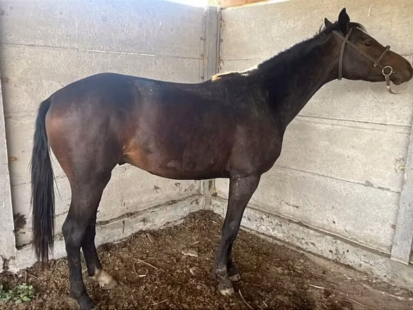 Jument, Friesian sport horse