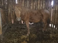 Jument, Chevaux — photo 4