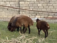 Ovce (šarže, pohlaví neuvedeno), Ovce — foto 4